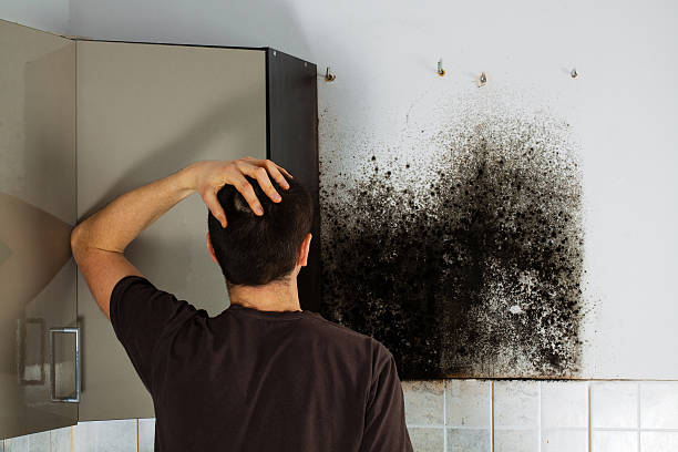 Best DIY Mold Remediation Support Services in Mount Juliet, TN